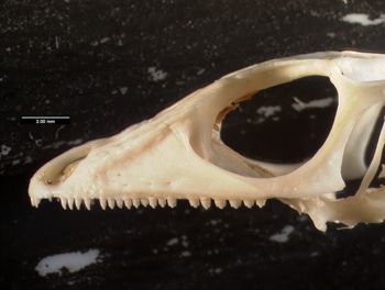 Media type: image;   Herpetology R-137300